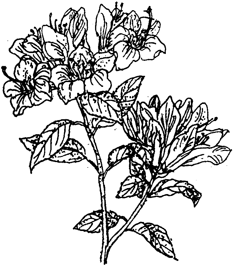 杜鹃花简笔画(杜鹃花简笔画彩色)