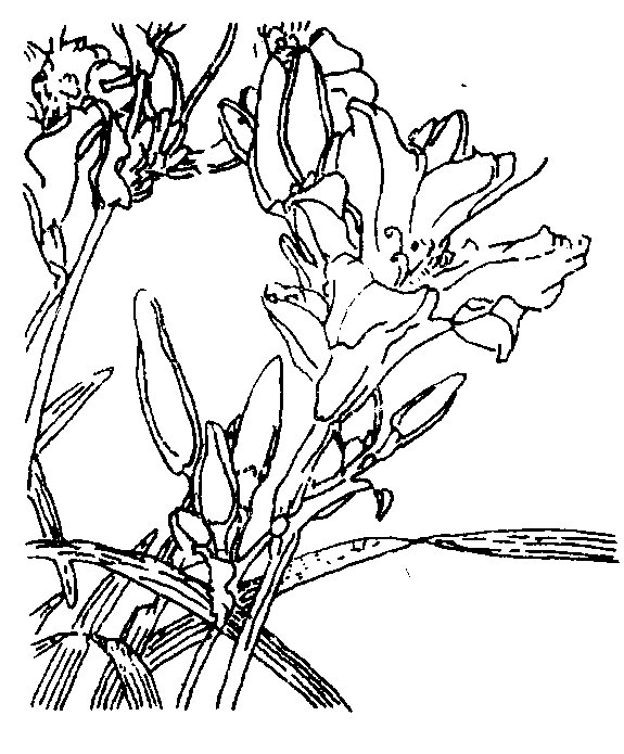 萱草花简笔画(萱草花简笔画带颜色)