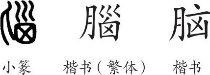 《脑》字义